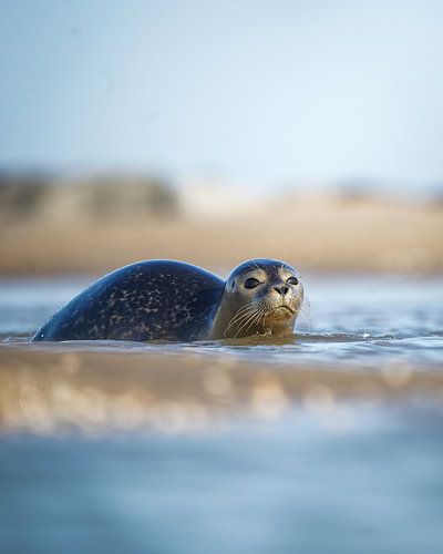 Seal in the surf