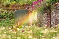 Le jardin magique