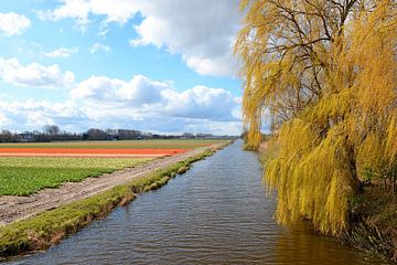 Blühende Narzissen, Hyazinthen und Tulpen in der Zwiebelregion #3 von Rini Kools