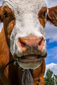Kuh auf der Alm