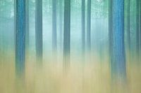 Abstracte weergave mistig dennenbos