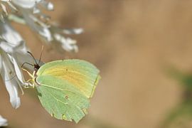 Gele vlinder op witte bloem van Heidi Pype