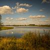 Cygne dans la plaine inondable de l'IJssel sur Bo Scheeringa Photography