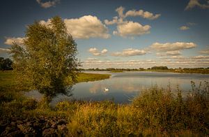 Swan in the river IJssel floodplain