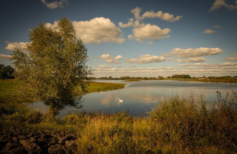 Schwan im Überschwemmungsgebiet der IJssel von Bo Scheeringa Photography
