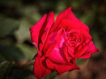 Rode Roos van Rob Boon