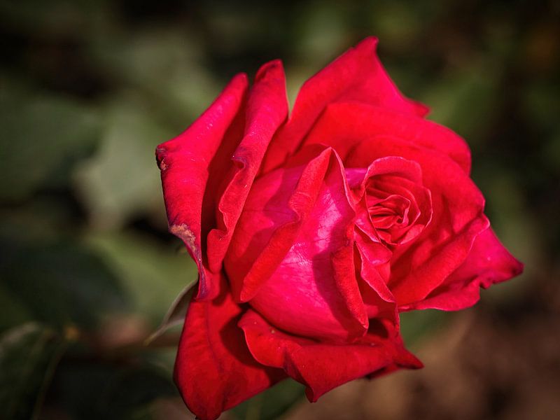 Rote Rose von Rob Boon