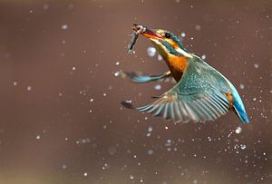 IJsvogel (Alcedo atthis) opvliegend met spetters van AGAMI Photo Agency