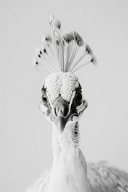 Weißer Pfau in Schwarz-Weiß von Poster Art Shop