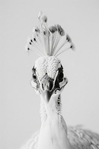 Weißer Pfau in Schwarz-Weiß