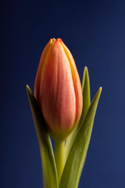 Eine orange-gelbe Tulpe (mit blauem Hintergrund) von Marjolijn van den Berg