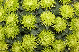 Chrysantheme 'Dunkelgrün Anastasia'