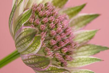 Viel Rosa: Ein Olivgrün mit rosa Zeelandknoten horizontal von Marjolijn van den Berg