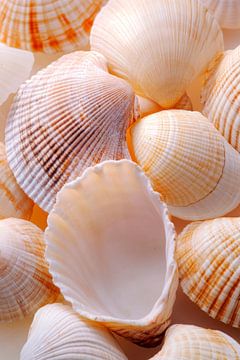 Schelpen in zachte kleuren van Poster Art Shop