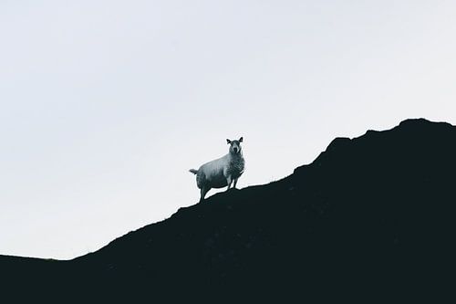 De schapen van de Schotse Hooglanden. Silhouetten Panorama