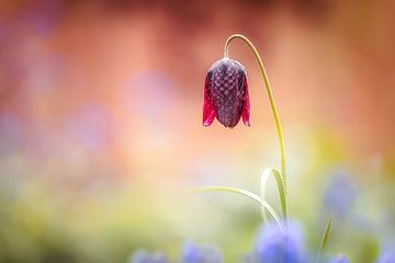 Bunter Frühling von Henk Meeuwes