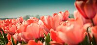 Tulpen van Rob van der Post thumbnail