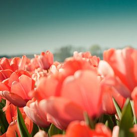 Tulpen von Rob van der Post