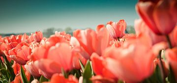 Tulpen von Rob van der Post
