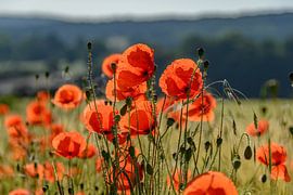 Klatschmohn von Heinz Grates