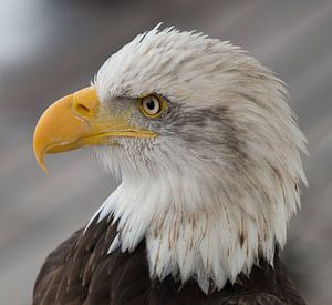 Amerikaanse Zeearend / Arend / Eagle von A. Oskam