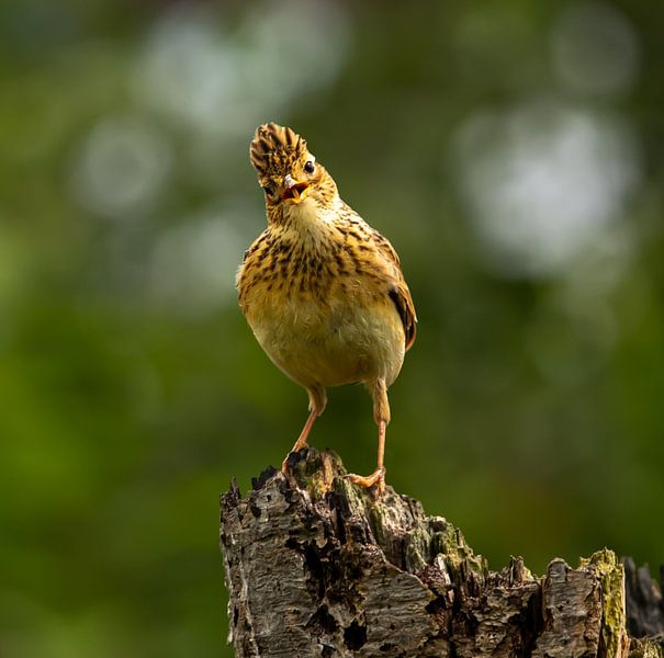 The Skylark. by Wouter Van der Zwan