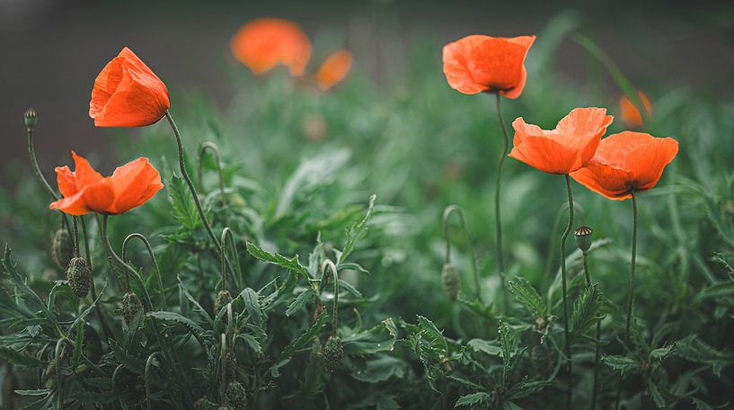 The beautiful red poppies by Robby's fotografie