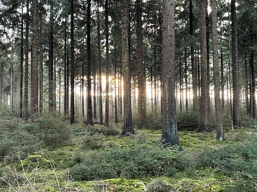 Mysterious light in the forest