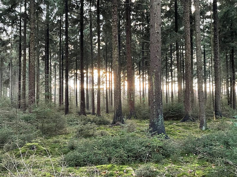 Une lumière mystérieuse dans la forêt par René Boverhuis