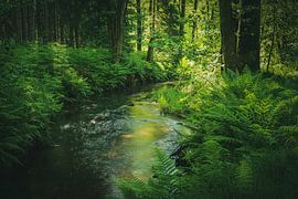 Wald am frührn Morgen von Ralf Hickmann