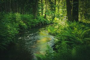 Wald am frührn Morgen