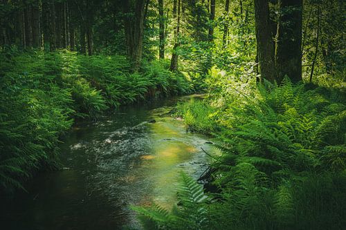 Het bos in de vroege ochtend van Ralf Hickmann
