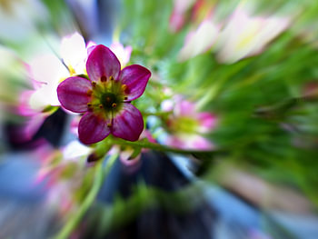 Bloem paars