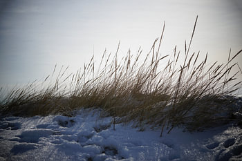 De l'herbe dans la neige