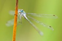 Gewone pantserjuffer (Lestes sponsa) op rietstengel