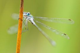 Emerald Damselfly (Lestes sponsa) resting on reed by Caroline Piek