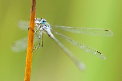 Gewone pantserjuffer (Lestes sponsa) op rietstengel