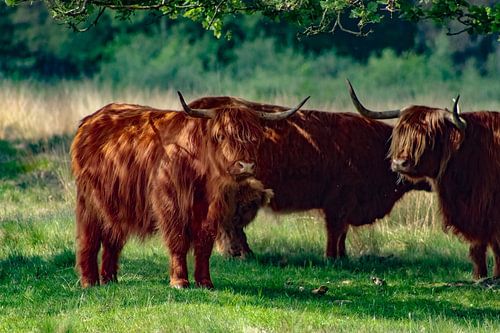 Schottischer Highlander