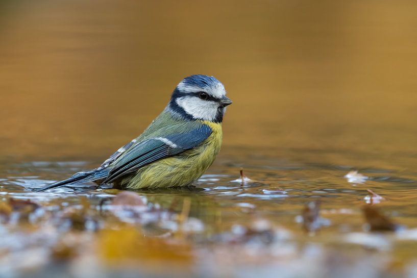 Mésange bleue par Martin van der Kruijk