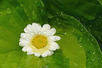 Ach Margrietje... (Margrietje op groen blad)