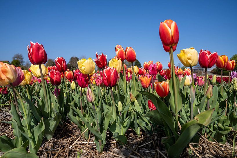 Tulips by Hélène Wiesenhaan