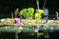 Pink water lily in Freiburg Botanical Garden