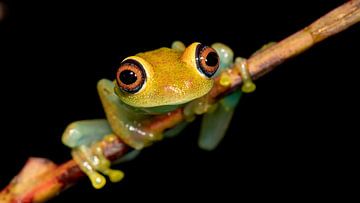Baumfrosch von Marcel Out
