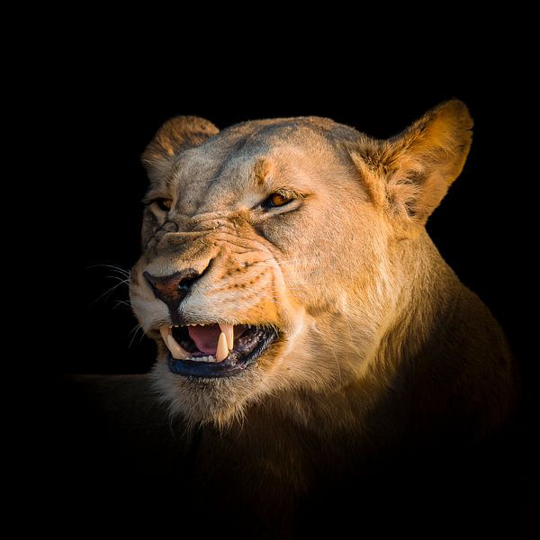 Wilde leeuw van Omega Fotografie
