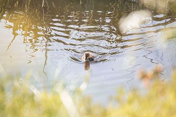 Little duckling crosses the water alone by Karin Bakker