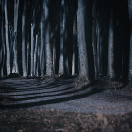 Shadows in the Woods – A Mystical Glimpse of the Forest by Wandbilder Onlineshop