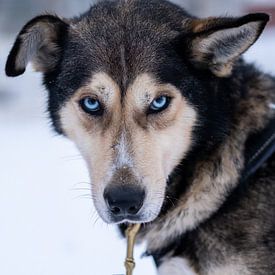 Husky met blauwe ogen in Fins Lapland van Eva Cameron