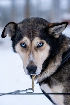 Husky met blauwe ogen in Fins Lapland van Eva Cameron