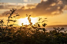 Sonnenuntergang in Børkop, Dänemark. von Frank Slaghuis