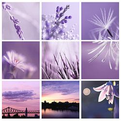 3x3 Violet
